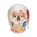 3B Scientific Classic Skull opened Jaw 3 part painted - w/ 3B Smart Anatomy 1020167